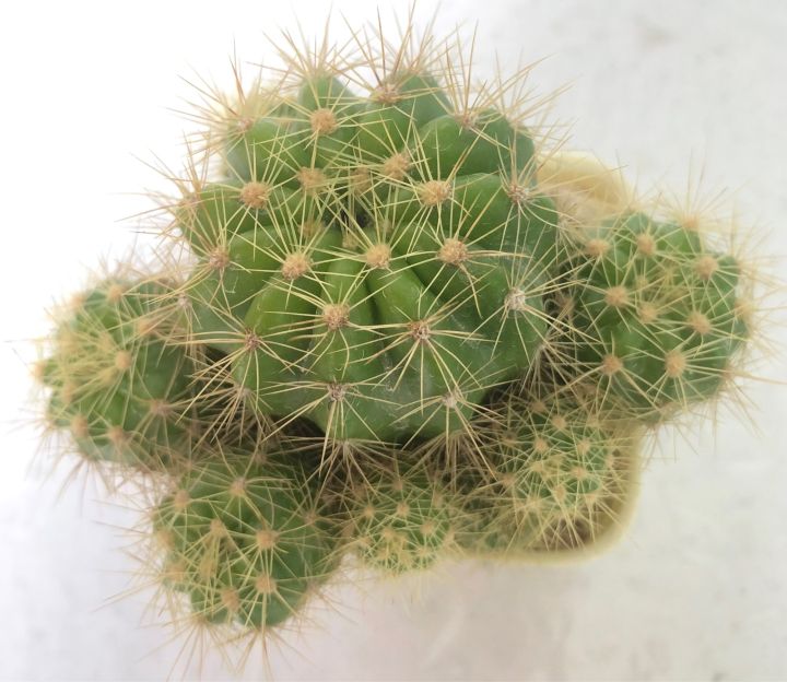 กระบองเพชร-แคคตัส-cactus-ดาวล้อมเดือน