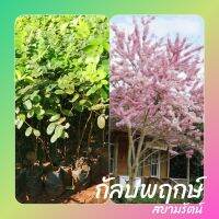 กัลปพฤกษ์​ (1ชุด3ต้น) ขนาดต้น 40-50​ ซม