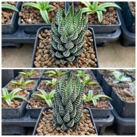 Haworthia coarctat