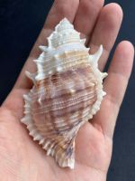 brown frog conch shell หอยสังข์สีน้ำตาลหายาก