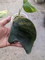 Monstera Aurea มอนเตอร่า ด่างเหลือง