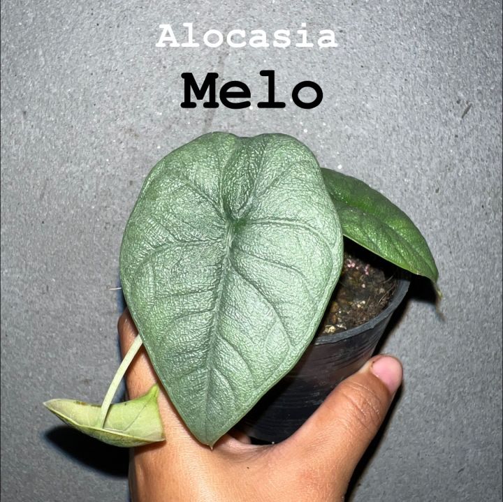 alocasia-melo-อโลคาเซีย-เมโล-ใบแข็งสวยเหมือนพลาสติก