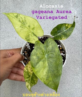 บอนหูช้างด่างเหลือง Alocasia gageana Aurea Variegated(เลือกต้นได้)