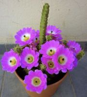 อิชินอปหนามเลื้อยเพนต้า ไม้หายาก น่าสะสม echinocereus pentalophus