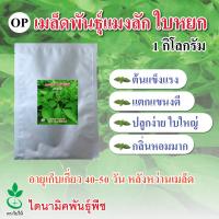 เมล็ดพันธุ์แมงลัก ใบหยก ตรา ใบไม้ ขนาด 1 กก. จำนวน 1 ซอง จาก ไดนามิคพันธุ์พืช Lemon Basil seeds (Baiyok) 1 kg  from Dynamic Seeds