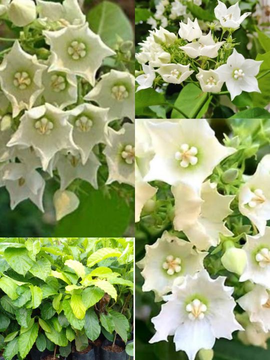 ดอกชมนาคเป็นช่อ ดอกสีขาว ดอกมีกลิ่นหอมมาก นำดอกไปแช่น้ำ แล้วเอาน้ำไปใช้จะได้กลิ่นหอม ดอกออกตามซอกใบและปลายกิ่ง&nbsp;...