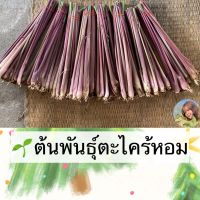 ต้นพันธุ์ตะไคร้หอม 10 ต้น