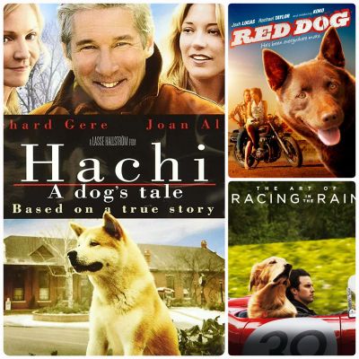 DVD หนังมิตรภาพคน-สุนัข ☆Hachi☆The Art Of Racing In The Rain☆Red Dog - มัดรวม 3 เรื่องประทับใจ #หนังน้องหมา #แพ็คสุดคุ้ม