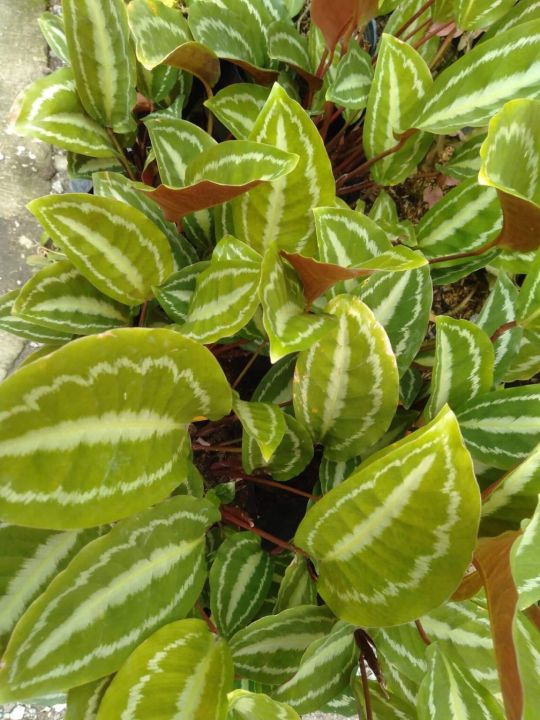 Calathea plant | Lazada PH