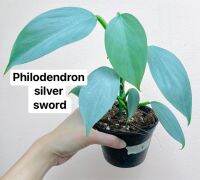 ?[รอบใหม่ ใบใหญ่] philodendron ต้นฟิโล⚔️ (กระถาง 4 นิ้ว)⚔️