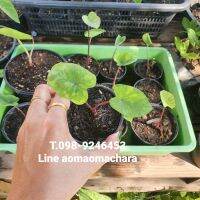 ลูกบอนเลม่อน​
Colocasia​ Lemon-Lime​ Gecko​
ลายน่ารัก ส่งยกกระถาง ต้นสูง 5-10 cm