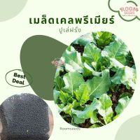 เมล็ดพันธุ์ เคลพรีเมียร์ (ปูเล่ฝรั่ง) 100 เมล็ด Premier Kale Seed เมล็ดพันธุ์แท้ นำเข้าจากต่างประเทศ โตไว ปลูกง่าย โตไว