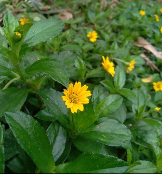 Seruni Rambat Bibit Rumput Bunga wedelia , tanaman rumput penutup tanah dan pakan ...