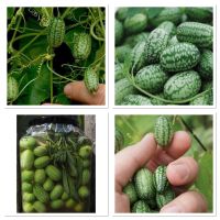 เมล็ดพันธุ์ แตงกวาจิ๋ว เม็กซิกัน (Mexican Sour Gherkin Cucumber Seed) บรรจุ 10 เมล็ด