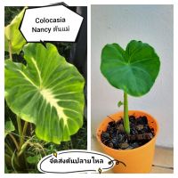 colocasia Nancy โคโลคาเซียแนนซี่ ​ต้นปลายไหลสูง29ซ. เหมาะกับการตั้งแม่กระถาง4นิ้วจัดส่ง​ตรงตามภาพคะ