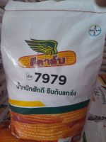 เม็ดพันธุ์ข้าวโพดดีคาล์บ 7979 3.5หุน  น้ำหนักฝักดี  ยืนต้นแกร่ง