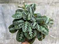 คล้ามารันต้า แบล็ค Calathea maranta “Black”กอสวย กระถาง 6”