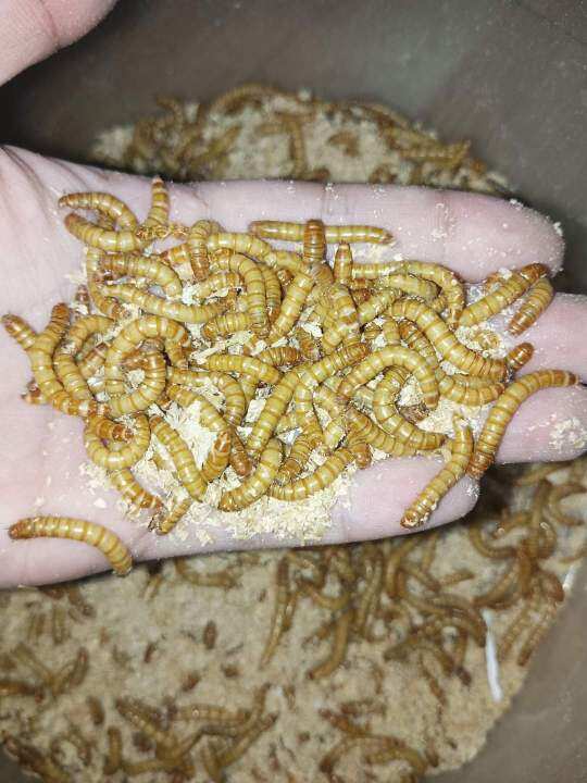 mealworm 200 PCs per pack Lazada PH