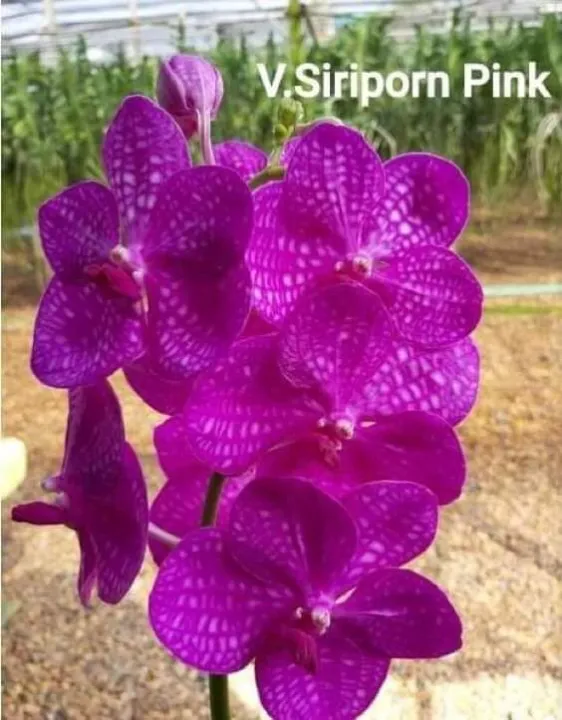 Strap Leaf Vanda Blooming Size Lazada PH