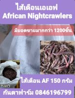 African Nightcrawlers,ไส้เดือนเอเอฟ ,ไส้เดือนaf