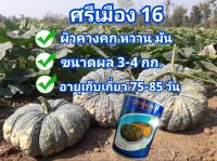 เมล็ดพันธุ์ฟักทองศรีเมือง16 รสหวาน มัน เหนียว เนื้อเหลืองสด ขนาด 100กรัม ตราเจียไต๋ ผิวคางคก(ส่งฟรี)