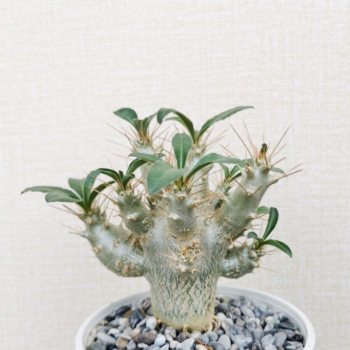 พาชีโพเดียม-ซอนเดอร์ซิอาย-pachypodium-saundersii