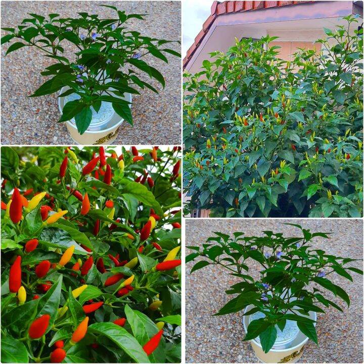 PAKET 3 Pot Tanaman Cabai Rawit Setan Pohon Cabe Rawit Hidup Asli Mini ...