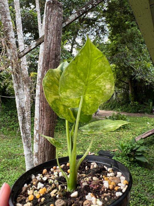 บอนหูช้างด่างเหลือง-alocasia-gageana-aurea-variegated-เลือกต้นได้