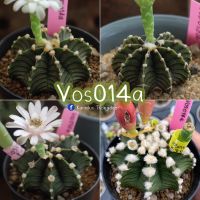 เมล็ดGymnocalycium friedrichii Vos014a