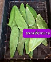 ใบเสมา โอพันเทีย สำหรับเลี้ยงเต่า จัดชุดๆละ 15 ใบ ชุดละ 45 บาท