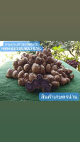 กระชายดำสด 500กรัม(Fresh black galingale)0.5kgs.