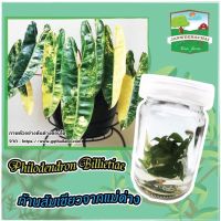 Philodendron Billietiae ?ก้านส้มลุ้นด่าง?ไม้พร้อมอนุบาล??ถูกที่สุด?