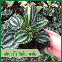 #เปปเปอร์โรเมียลายแตงโม #ไม้ใบ #Watermelon #peperomia เปเปอร์แตงโม ไม้ฟอกอากาศ ส่งพร้อมกร