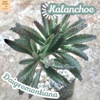 [เศรษฐีล้านล้าน] Kalanchoe Daigremontiana ส่งพร้อมกระถาง Mother of Millions แคคตัส Cactus Succulent ไม้อวบน้ำ พืชอวบน้ำ ไม้หนาม ไม้โขด ไม้ทะเลทราย ว่านตีนจิ้งจก