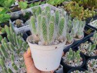 ?โอพันเทียสโนว์(Opuntia snow)?แคคตัส /ไม้อวบน้ำ