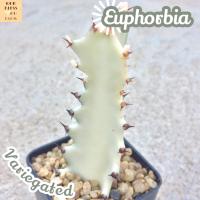 [สลัดได ด่างขาว] Euphorbia Lactea Variegated ส่งพร้อมกระถาง กระดูกมังกร ไวท์โกสต์ ยูโฟเบียด่างขาว ยูโฟเบีย Euphorbia WhiteGhost แคคตัส พืชอวบน้ำ ไม้ทะเลทราย