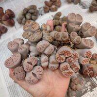 Lithops ไลทอปกอ 4H ส่งเป็นต้นนะค่ะ