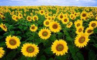 เมล็ดทานตะวัน ปลูกดูดอก ต้นโต ดอกสวย บรรจุ 50 กรัม และ 100 กรัม  เมล็ด Sun flower seed