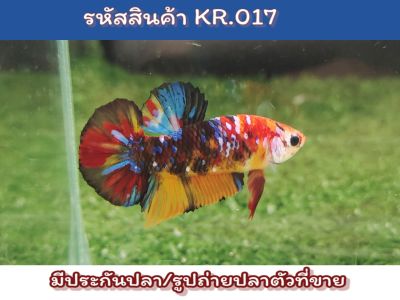 ปลากัดนีโม่ เพศผู้พร้อมรัด ขนาด1.5 นิ้ว