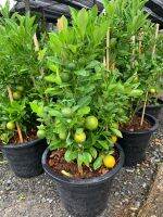 ต้นส้มจี๊ด หรือ ส้มสีทอง ส้มจี๊ดมังกรทอง ติดลูก (Citrus japonica Thunb) กระถาง 12 นิ้ว สูง 45-50 ซม. ติดลูกเป็นพุ่ม  ไม้มงคลเรึยกทรัพย์ ไม้มงคล ปลูกตามหลักฮวงจุ้ยจีน หลักฮวงจุ้ยจีนแล้วเชื่อกันว่า ส้มจี๊ด สามารถดึงดูดเงินทองความโชคดี และความเจริญรุ่งเรือง