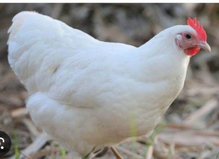 White Australorp 24pcs Fertile Egg (brown egg) Lazada PH