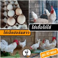 ไข่เชื้อไก่ไข่ พันธุ์เล็กฮอร์นขาว ชุด 10 ฟอง