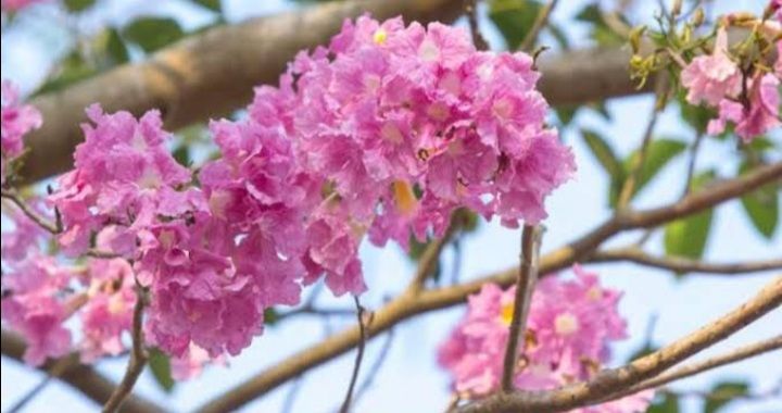 ต้นชมพูพันธุ์ทิพย์-ออกดอกเป็นสีชมพูสวยมาก