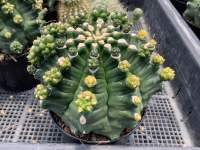 ต้นกระบองเพชร กระบองเพชร ยิมโนคาไลเซียม มิฮาโนวิชิอาย (Gymnocalycium mihanovichii)