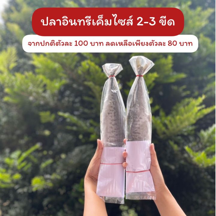 ปลาอินทรีย์-เค็ม-ราคาตัวละ-100-บาท-น้ำหนัก-200-300กรัม-ตัว