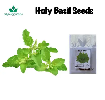 Shop Holy Basil Leaves Extract with great discounts and prices