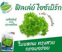 เมล็ด ฟิลเล่ย์ ไอซ์เบิร์ก 1 กรัม(400 เมล็ด) ใบแหลม ทรงสวย กรอบอร่อย