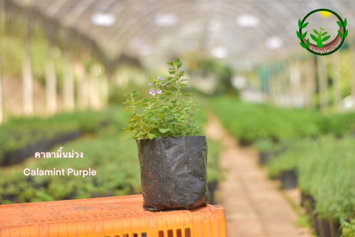 calamint-purple-คาลามิ้นม่วง-ใบมีขนนุ่มๆ-ดอกสีม่วง