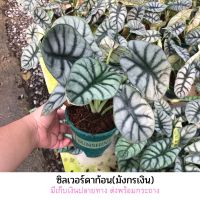 ?อโลคาเซีย หนังช้าง ซิลเวอร์ดราก้อน alocasia silver dragon &amp; Alocasia Nebula ส่งพร้อมกระถาง