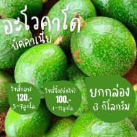 อะโวคาโดบัคคาเนีย ยกกล่อง 3 กิโลกรัม/รับเคลมปกติ